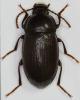 Nalassus laevioctostriatus